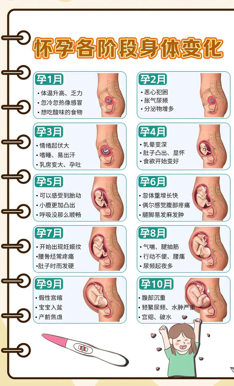揭秘供卵代孕妈妈怀孕小腹分两节，孕期变化的奥秘海南藏族代生机构: